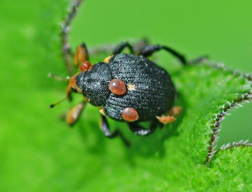 Réf. 340 579 : Mononychus punctumalbum